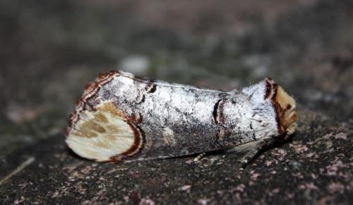 Phalera bucephala